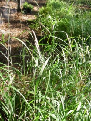 Short Beard Plumegrass